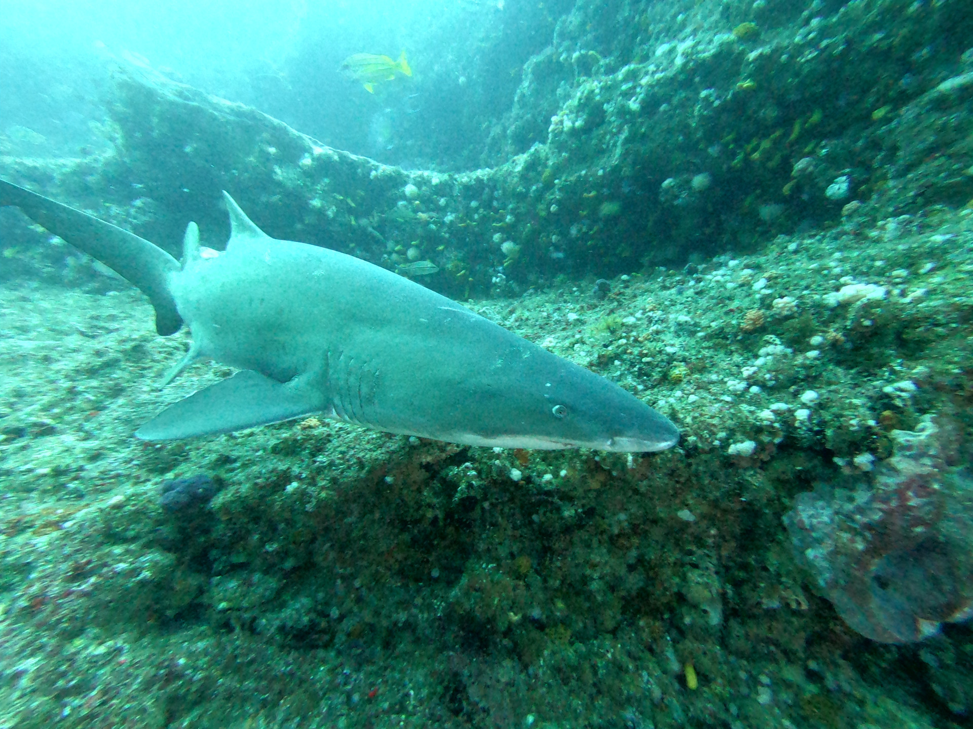 Ragged Tooth Shark