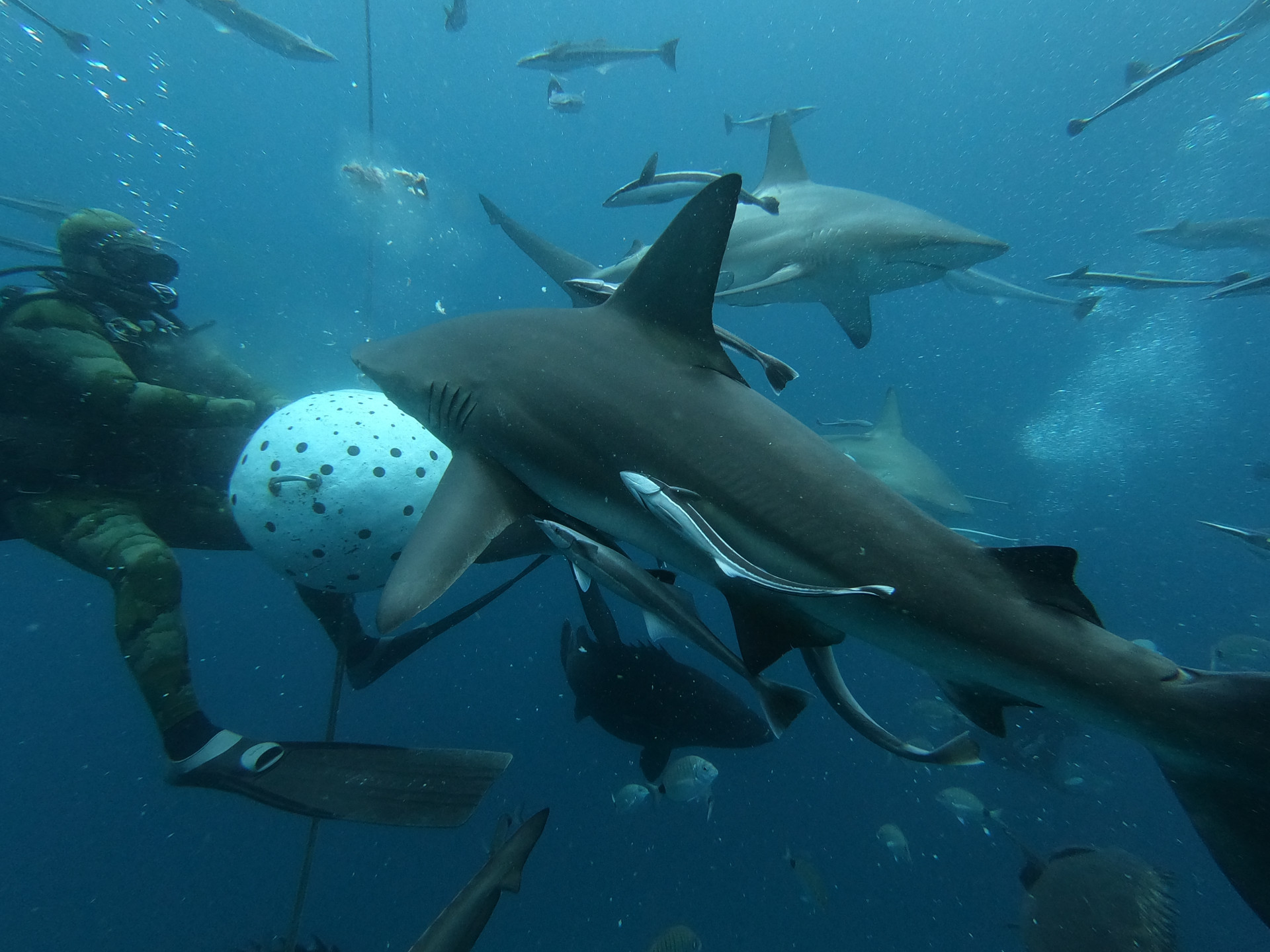 Blacktip Action