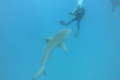 Arno-mit-Bullshark