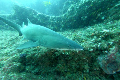 Ragged Tooth Shark
