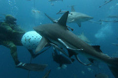 Blacktip Action