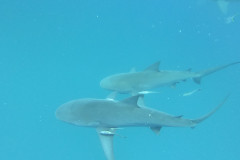 DCIM\100GOPRO\GOPR1493.JPG