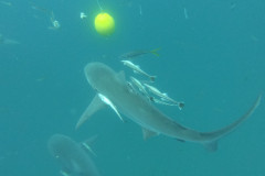 DCIM\100GOPRO\GOPR1581.JPG