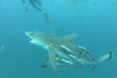 DCIM\100GOPRO\GOPR1583.JPG