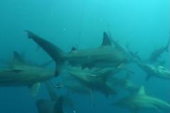 SA008