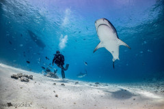 Fuvahmulah-Dive-Site-Tiger-Harbour