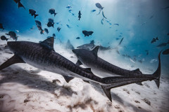 Fuvahmulah-Dive-Site-Tiger-Harbour1