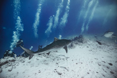 Fuvahmulah-Dive-Site-Tiger-Harbour2