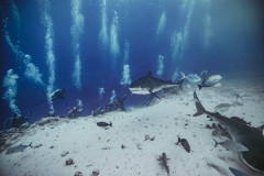 Fuvahmulah-Dive-Site-Tiger-Harbour3