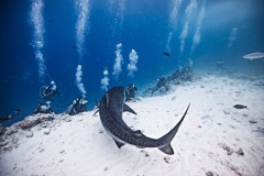 Fuvahmulah-Dive-Site-Tiger-Harbour4