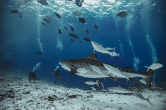 Fuvahmulah-Dive-Site-Tiger-Harbour5