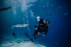 Fuvahmulah-Dive-Site-Tiger-Harbour6