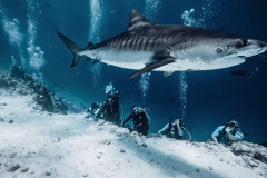 Fuvahmulah-Dive-Site-Tiger-Harbour7