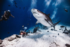Fuvahmulah-Dive-Site-Tiger-Harbour8