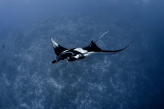 Fuvahmulah-Dives-with-Oceanic-Manta1