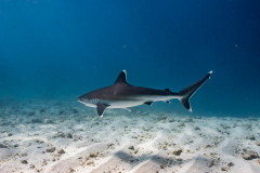 Fuvahmulah-Dives-with-Silver-Tip