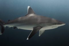 Fuvahmulah-Dives-with-Silver-Tips.jpg
