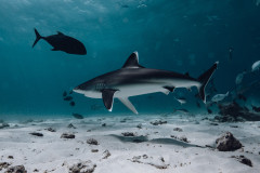 Fuvahmulah-Dives-with-Silver-Tips1