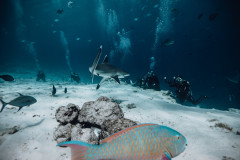 Fuvahmulah-Dives-with-Silver-Tips2