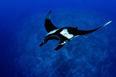 Fuvahmulah-Scuba-Diving-with-Oceanic-Manta1