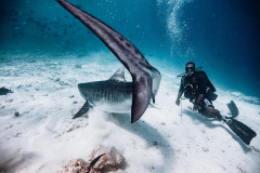 Fuvahmulah-Tiger-Shark-Diving-Photography2