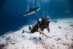 Fuvahmulah-Tiger-Shark-Diving-Photography4