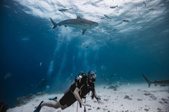 Fuvahmulah-Tiger-Shark-Diving-Photography5