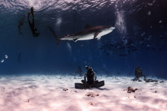 Fuvahmulah-Tiger-Shark-Diving