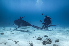 Fuvahmulah-Tiger-Shark-Diving1