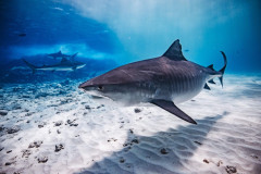 Fuvahmulah-Tiger-Shark-Diving10