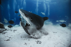 Fuvahmulah-Tiger-Shark-Diving11