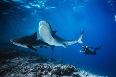 Fuvahmulah-Tiger-Shark-Diving12
