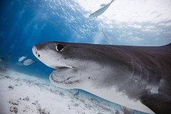 Fuvahmulah-Tiger-Shark-Diving13