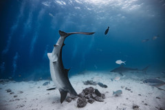 Fuvahmulah-Tiger-Shark-Diving14