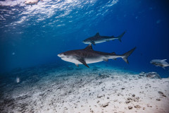 Fuvahmulah-Tiger-Shark-Diving15