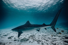 Fuvahmulah-Tiger-Shark-Diving16