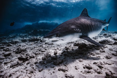 Fuvahmulah-Tiger-Shark-Diving17