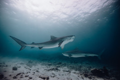 Fuvahmulah-Tiger-Shark-Diving18