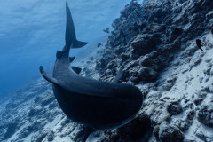 Fuvahmulah-Tiger-Shark-Diving19