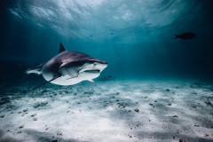 Fuvahmulah-Tiger-Shark-Diving2