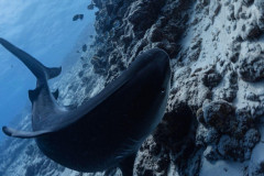 Fuvahmulah-Tiger-Shark-Diving20