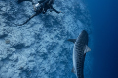 Fuvahmulah-Tiger-Shark-Diving21