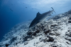 Fuvahmulah-Tiger-Shark-Diving22