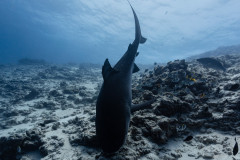 Fuvahmulah-Tiger-Shark-Diving23