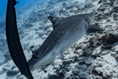 Fuvahmulah-Tiger-Shark-Diving24