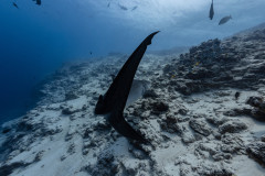 Fuvahmulah-Tiger-Shark-Diving25