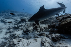 Fuvahmulah-Tiger-Shark-Diving26