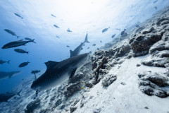 Fuvahmulah-Tiger-Shark-Diving27