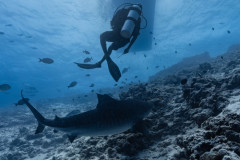 Fuvahmulah-Tiger-Shark-Diving28