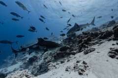 Fuvahmulah-Tiger-Shark-Diving29